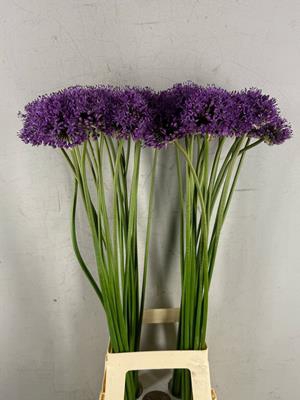 <h4>Allium Statos</h4>