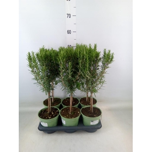 Rosmarinus officinalis   ...