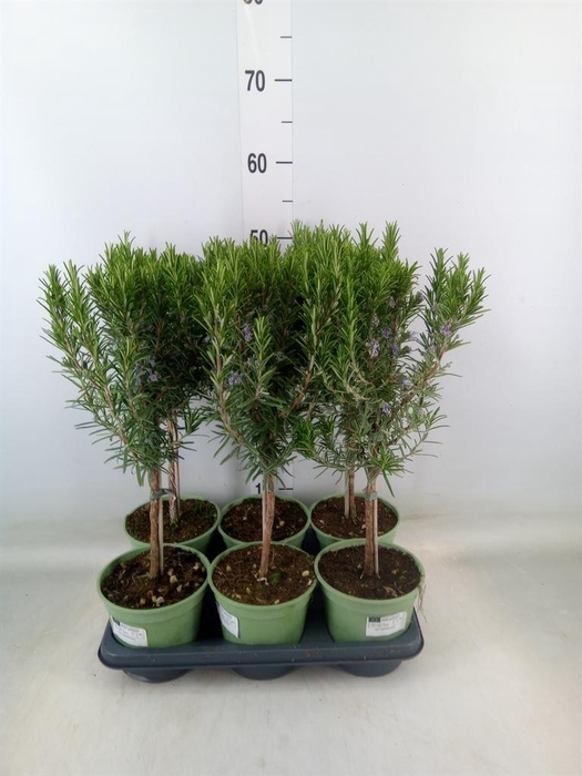 <h4>Rosmarinus officinalis   ...</h4>