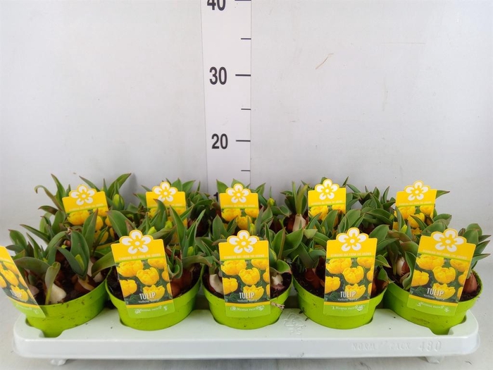 <h4>Tulipa DU 'Yellow Baby'</h4>