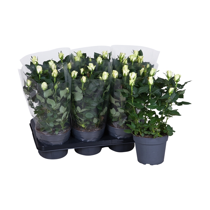 <h4>Nolina Roses Ø 17 cm White Blanco sleeve</h4>