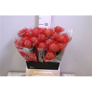 Leuco Ayoba Red