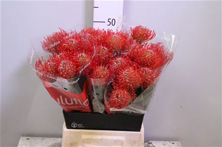 <h4>Leuco Ayoba Red</h4>