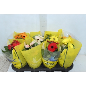 GERBERA P14 MIN 4 FLS