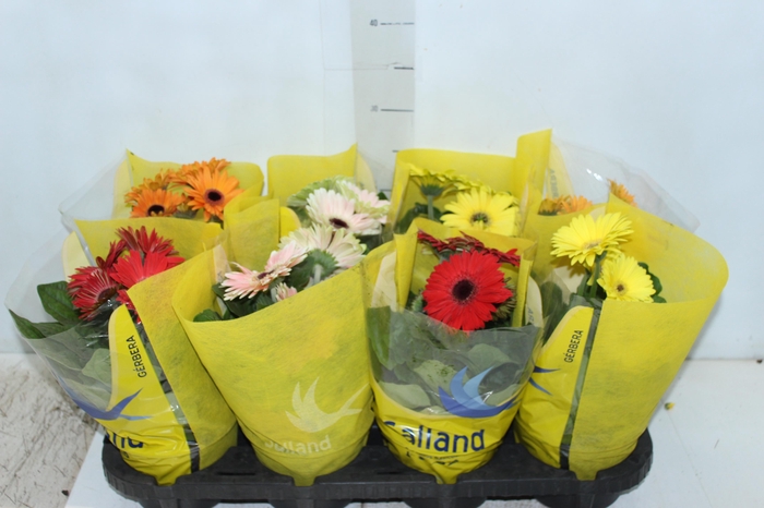 <h4>GERBERA P14 MIN 4 FLS</h4>
