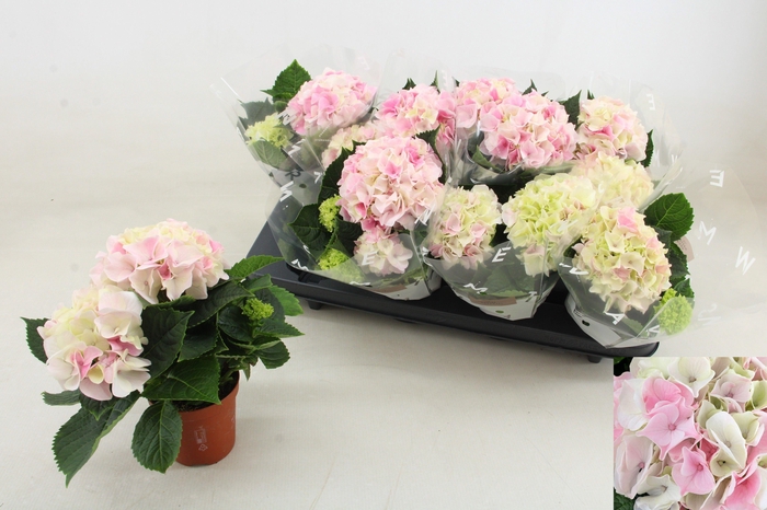 <h4>HYDR M HI DIAMOND</h4>