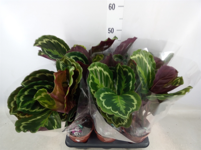 <h4>Calathea  'Medallion'</h4>