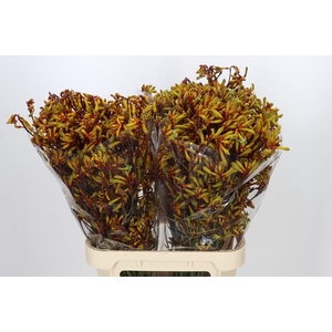 Anigozanthos Gold Fever