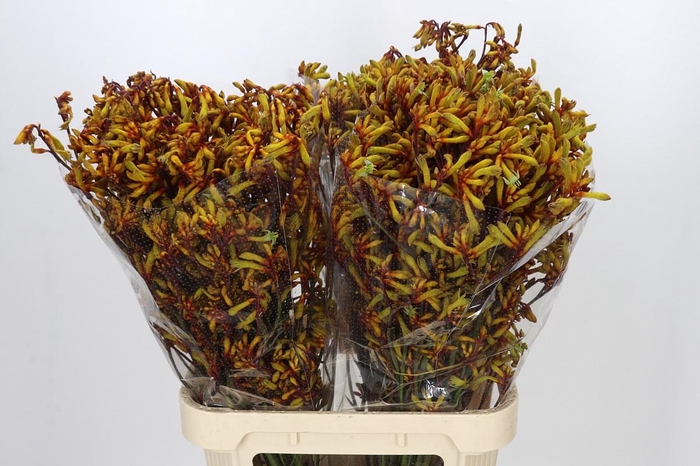 <h4>Anigozanthos Gold Fever</h4>