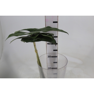 FOLHAGEM ALOCASIA PRINCEPS 050 CM