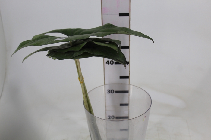 <h4>FOLHAGEM ALOCASIA PRINCEPS 050 CM</h4>