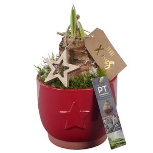 PTACH5802 Arrangementen Kerst