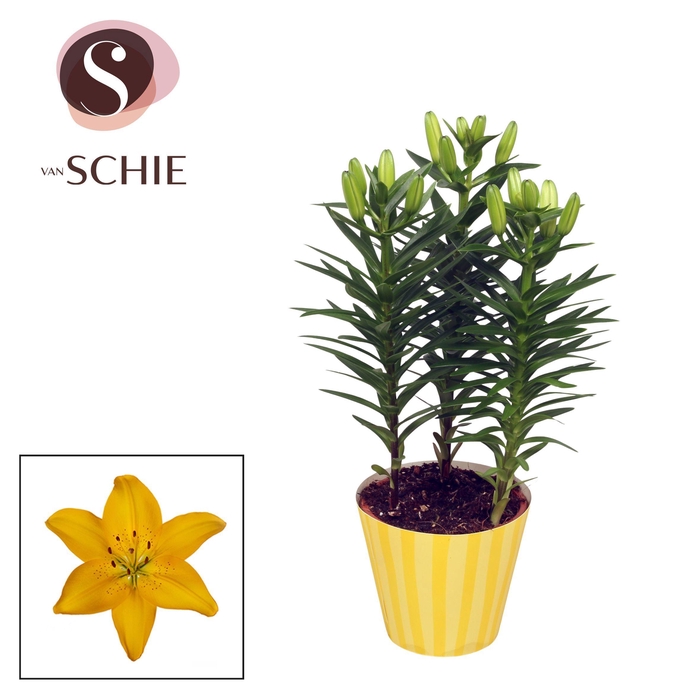 <h4>Aziaat 13cm potcover STRIPES Yellow</h4>