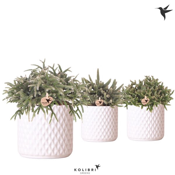 <h4>Kolibri Greens Rhipsalis mix in Diamond pot white</h4>