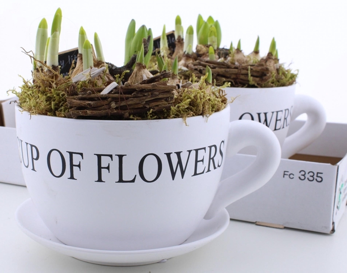 <h4>Bolbloemen Ov</h4>