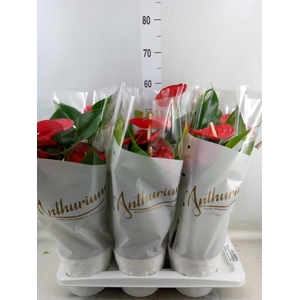 Anthurium andr. 'Minnesota'