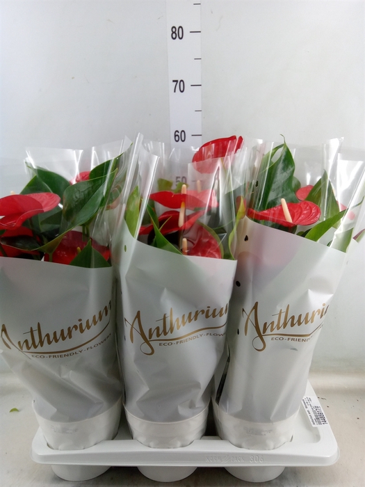 <h4>Anthurium andr. 'Minnesota'</h4>