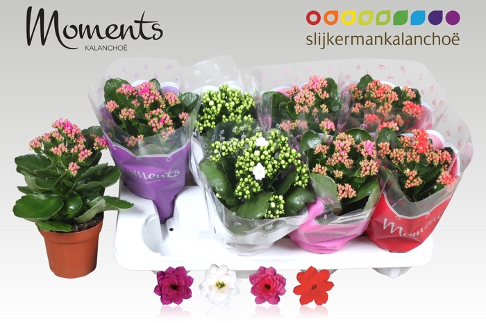 <h4>KAL GE GEM 4 KL</h4>