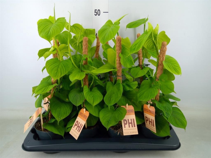 <h4>Philodendron   ...</h4>