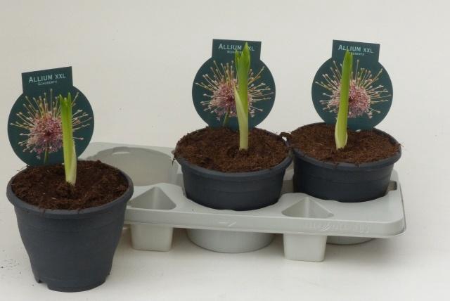 <h4>ALLIUM BOL</h4>