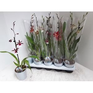 <h4>CAMBRIA GRP GEM</h4>