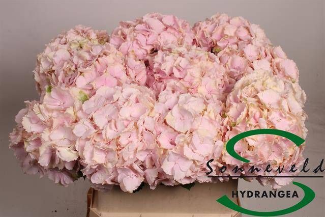 <h4>HYDR M CH VERENA</h4>