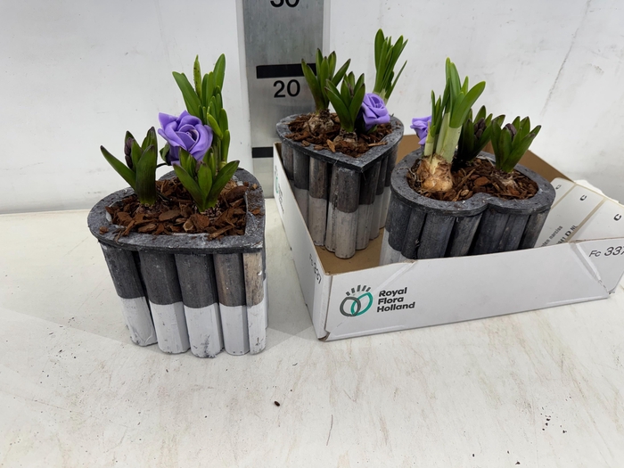 <h4>ARR BOL KNOLGEWAS</h4>