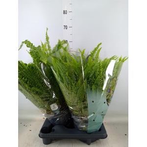 Nephrolepis exal. 'Green Lady'