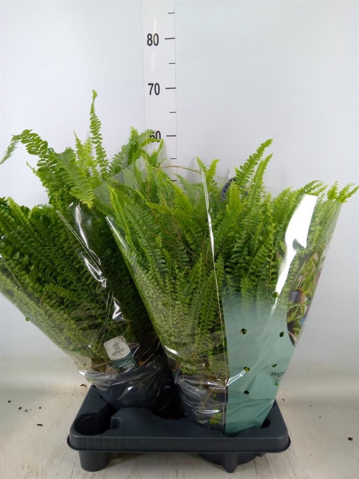 <h4>Nephrolepis exal. 'Green Lady'</h4>