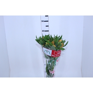 ALSTROEMERIA GYPSY 080 CM LARANJA