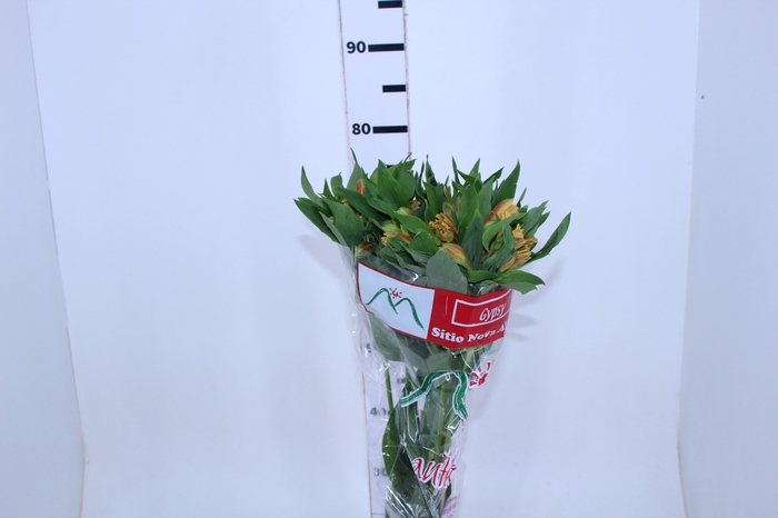 ALSTROEMERIA GYPSY 080 CM LARANJA