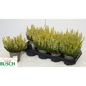 CALLU BL AGNETA