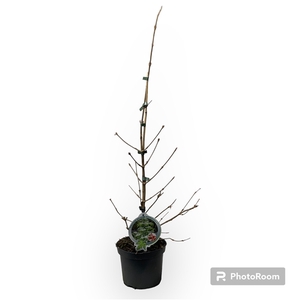 Viburnum plicatum Kilimandjaro 50-60 P19