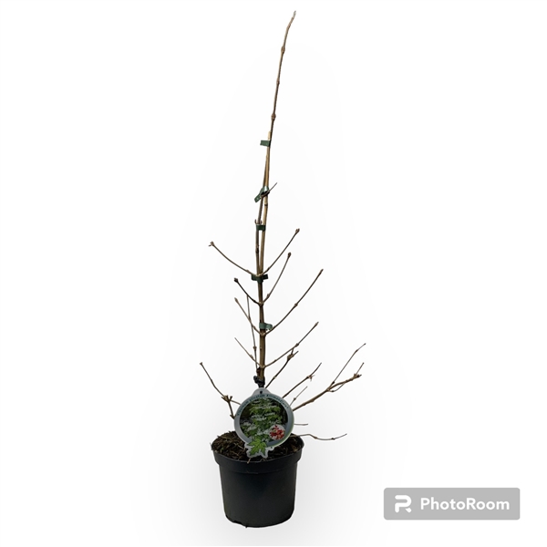 <h4>Viburnum plicatum Kilimandjaro 50-60 P19</h4>