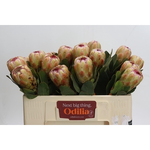 Protea Grandicolor