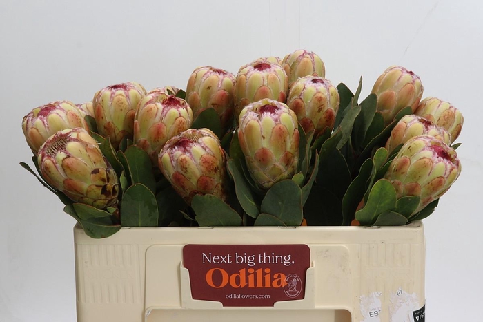 Protea Grandicolor