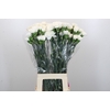 Dianthus St Moonlight