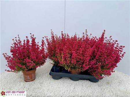 <h4>Eric Gracil Ov</h4>