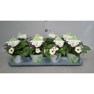 Thunbergia nana 'Snow White'