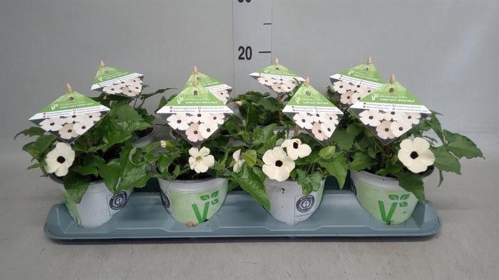 <h4>Thunbergia nana 'Snow White'</h4>