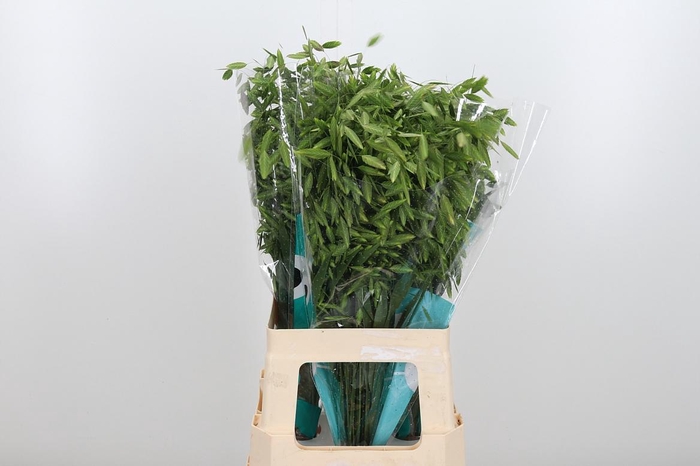 <h4>Chasmanthium Latifol</h4>