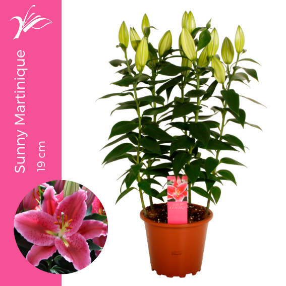 <h4>Lilium Sunny Martinique 19 cm (or. lelie)</h4>
