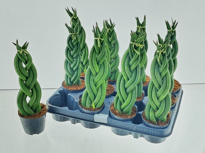 arr8 Sansev Cylindrica Ov