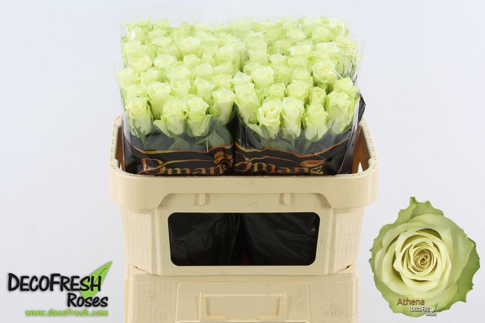 <h4>R Gr Athena</h4>