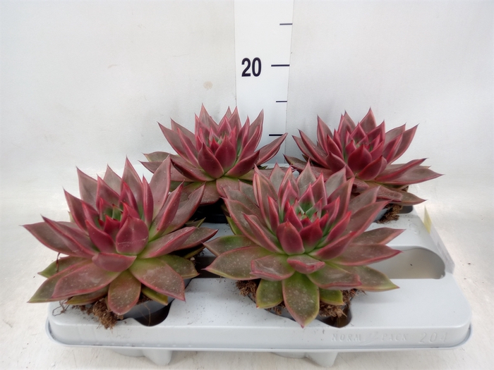 <h4>Echeveria   ...</h4>