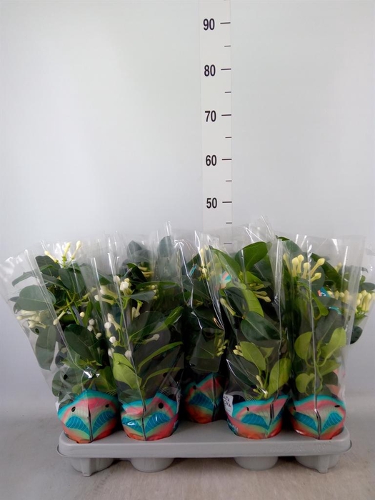 <h4>Stephanotis floribunda   ...</h4>