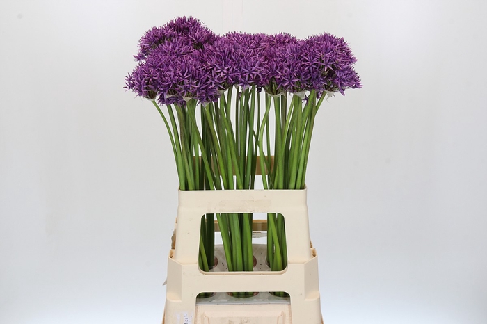 <h4>Allium Violet Beauty</h4>