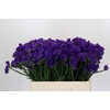 Limonium Navy Sun Birds