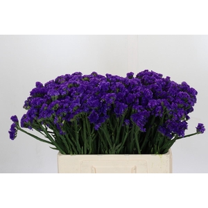 Limonium Navy Sun Birds