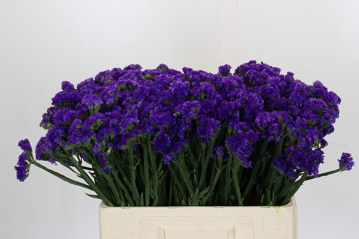 <h4>Limonium Navy Sun Birds</h4>
